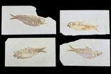 Lot: to Green River Fossil Fish - Pieces #81413-1